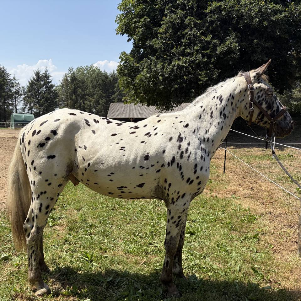 Oneshot De Kermoal  - Cheval &agrave; vendre 