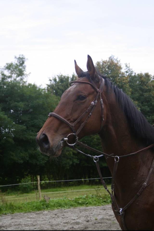 Prince M&eacute;dis  - Cheval &agrave; vendre 