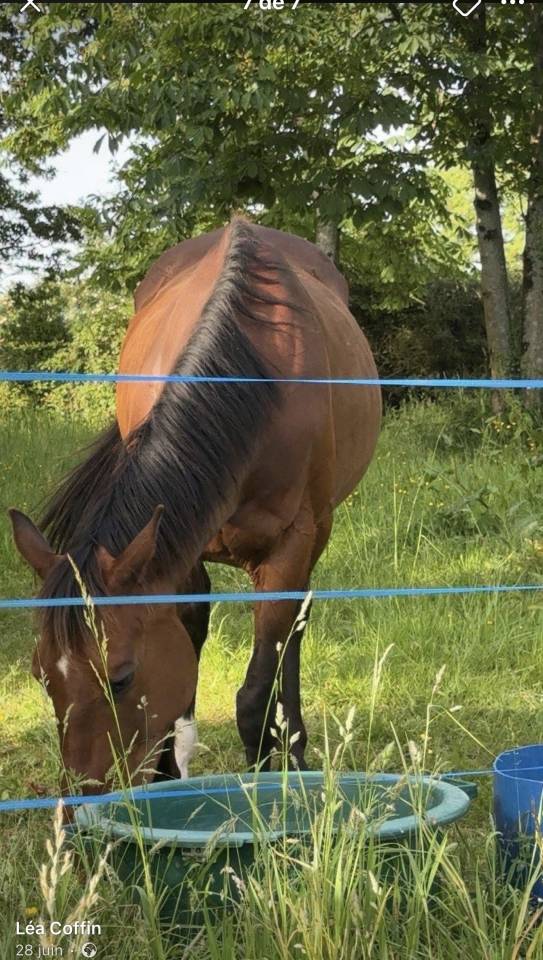 Cheval &agrave; vendre 
