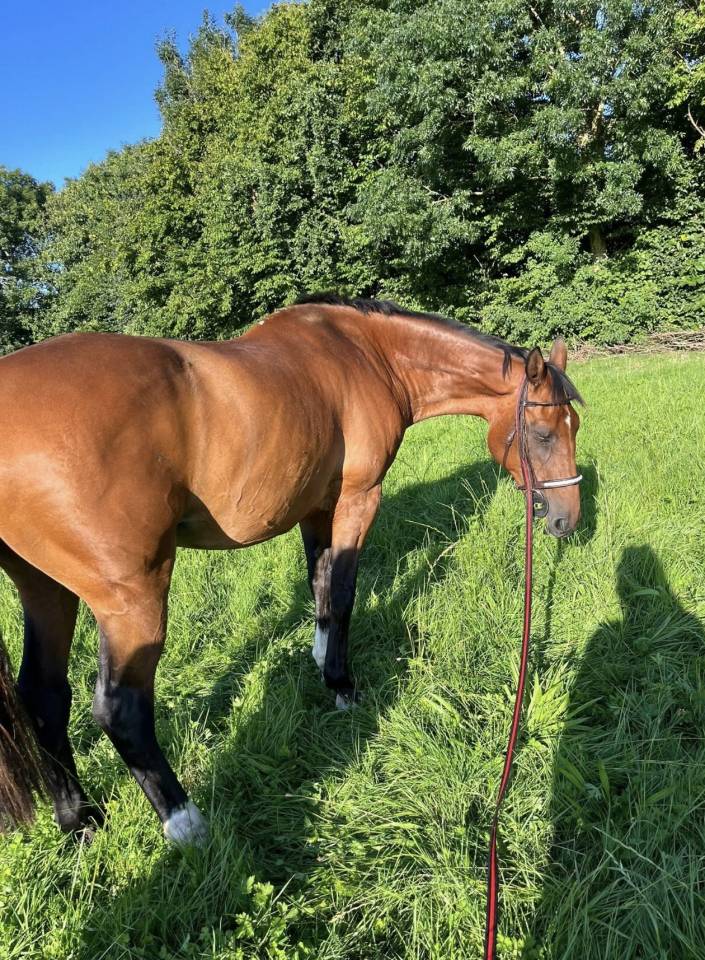 Cheval &agrave; vendre 