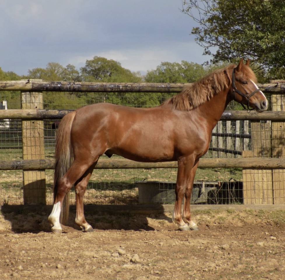 Demi-pension Poney D PFS de 5 ans