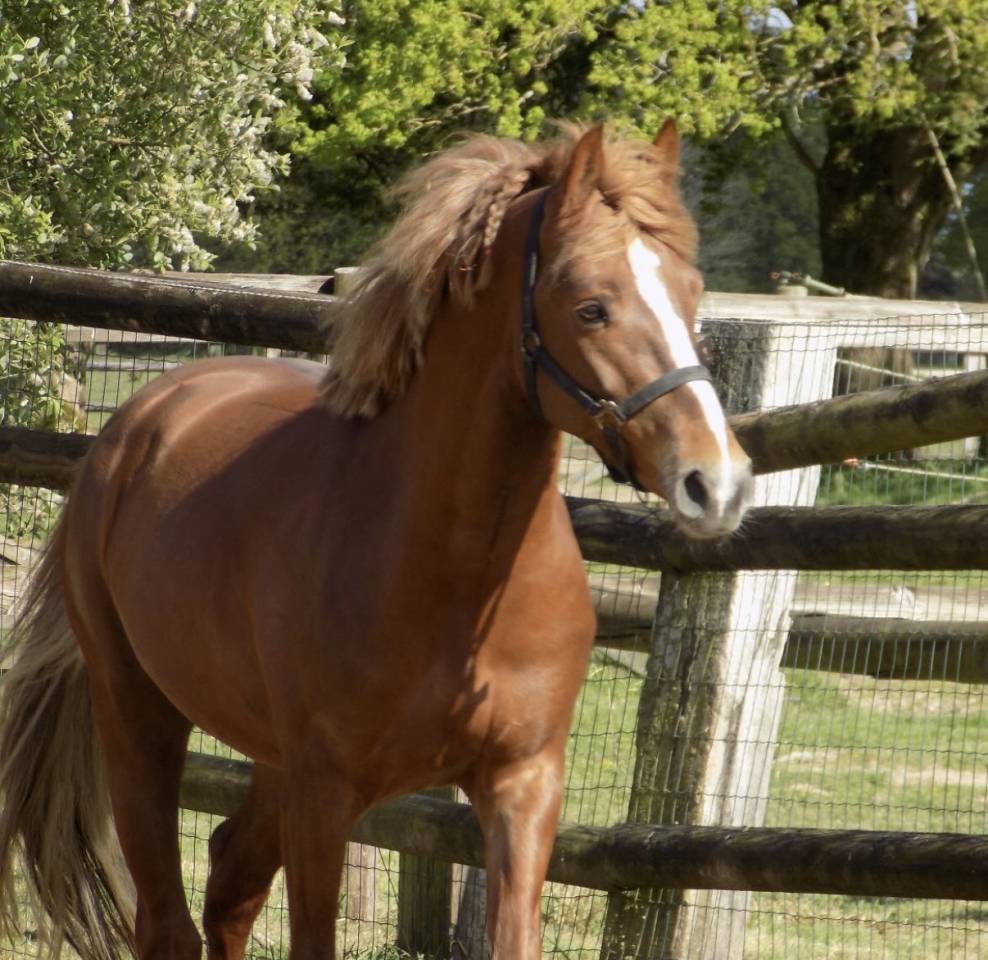 Demi-pension Poney D PFS de 5 ans
