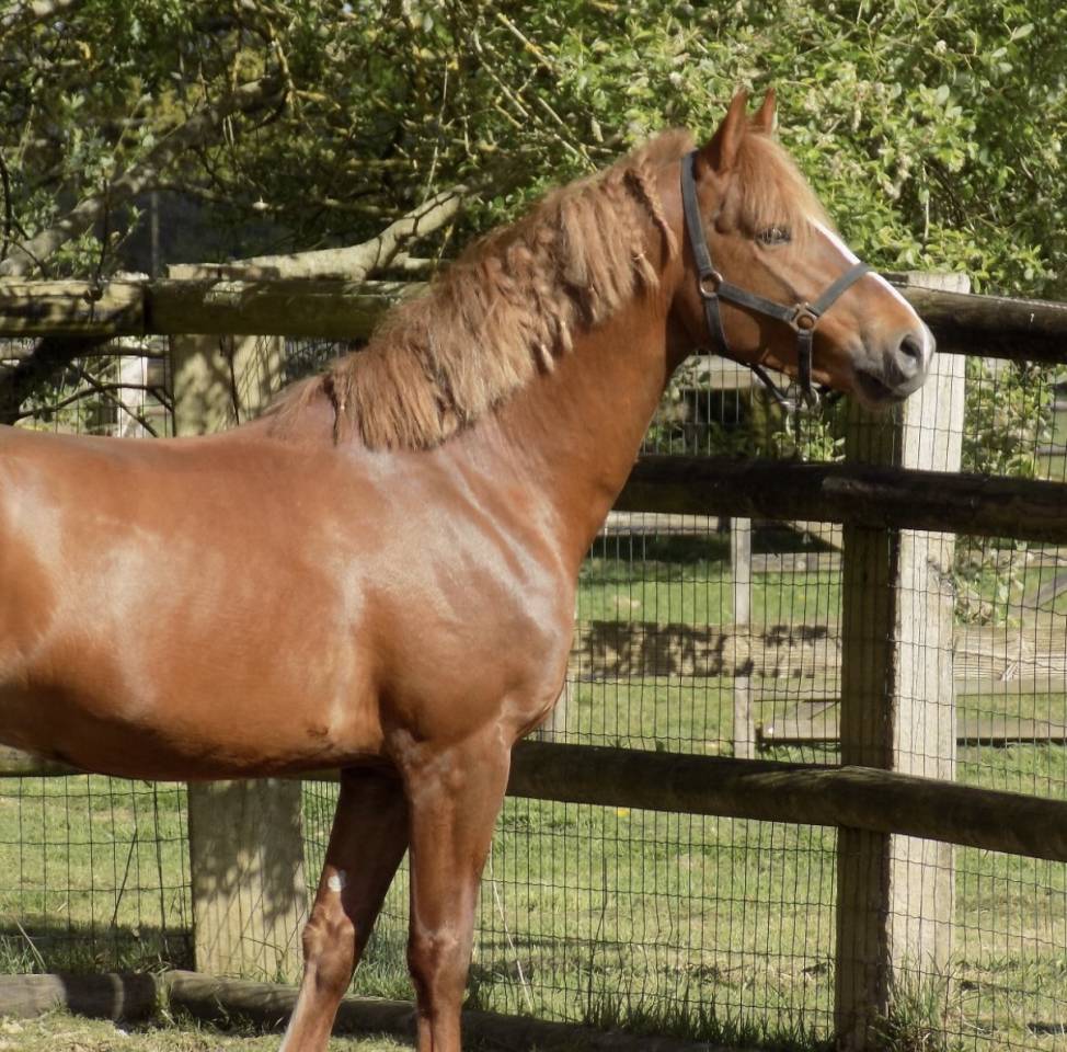 Demi-pension Poney D PFS de 5 ans
