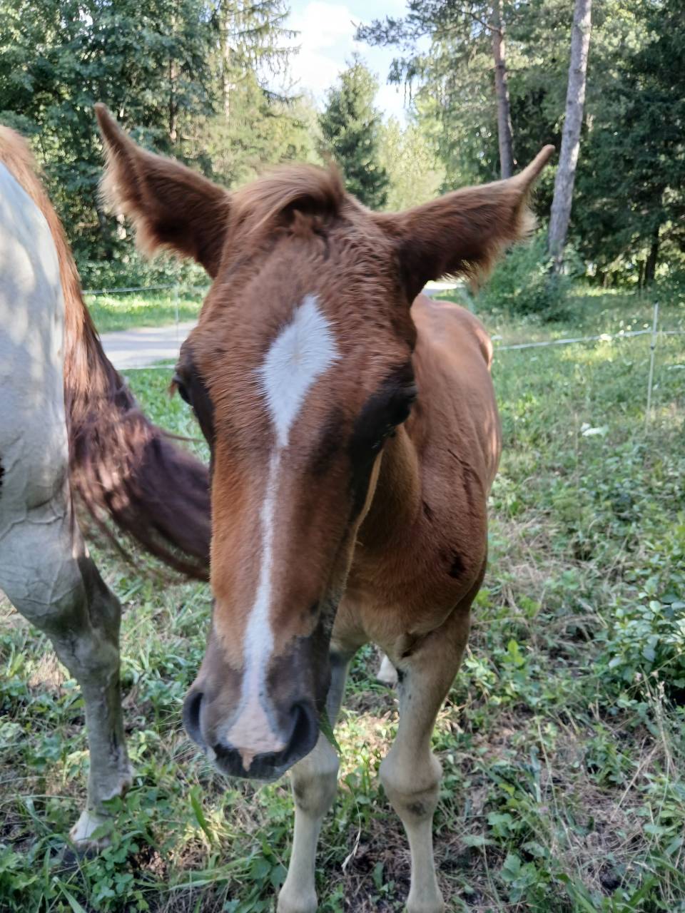 Poulain PAINT HORSE OC