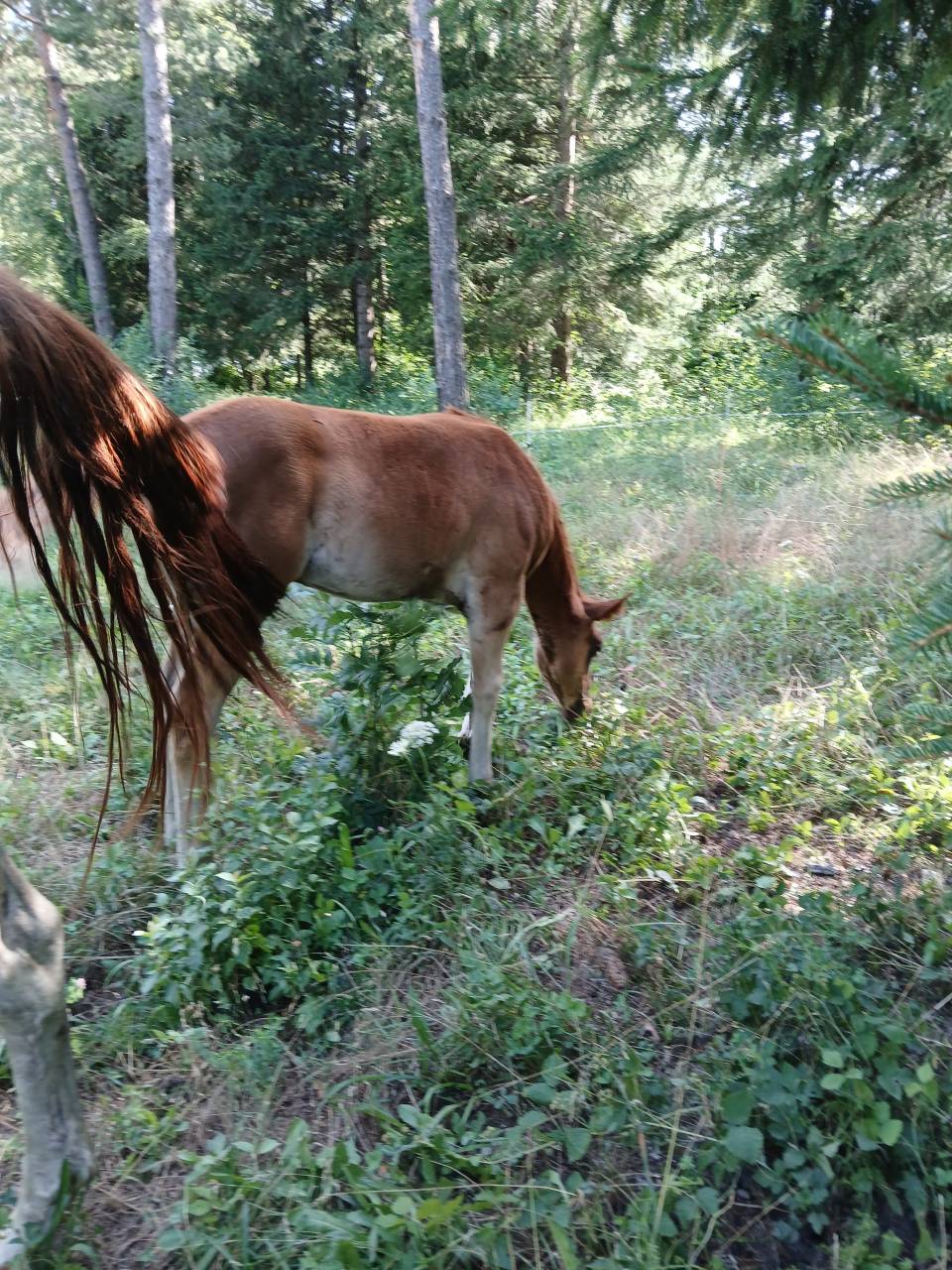 Poulain PAINT HORSE OC