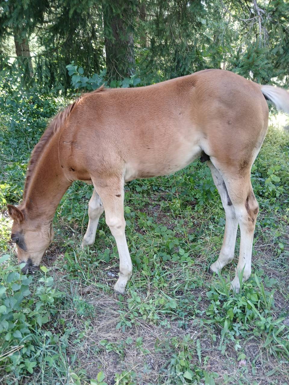 Poulain PAINT HORSE OC