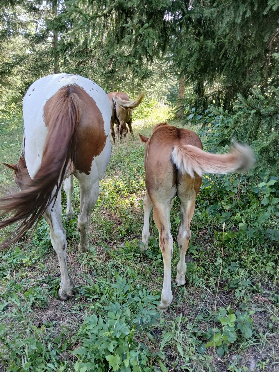 Poulain PAINT HORSE OC