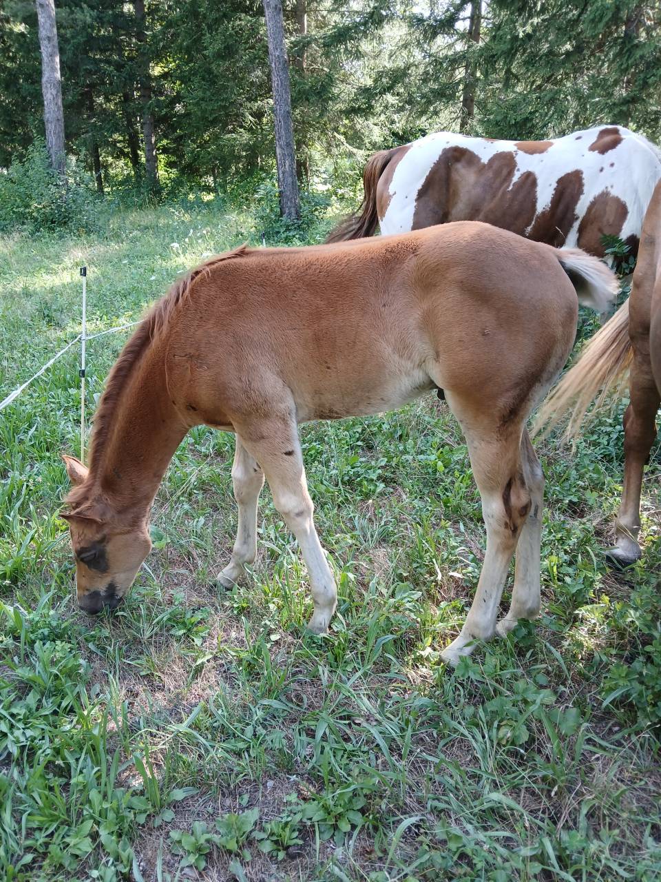 Poulain PAINT HORSE OC