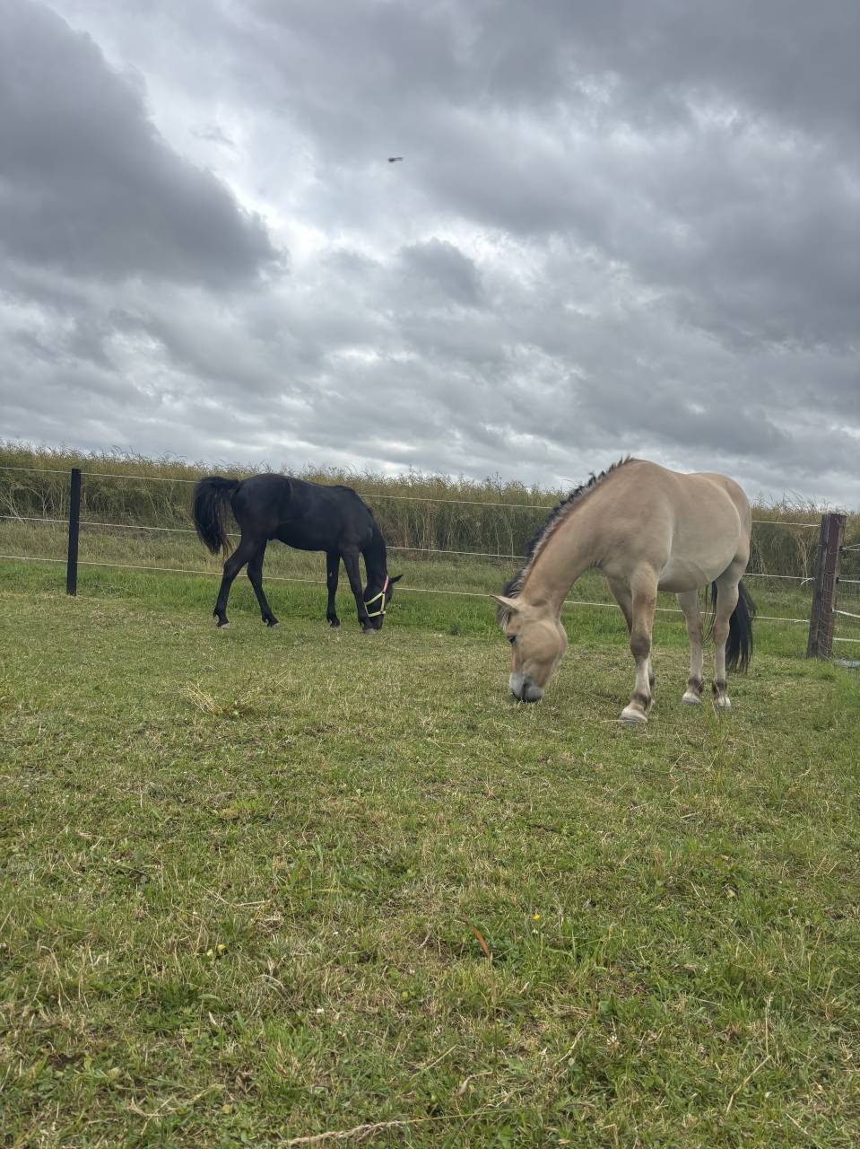 Poney &agrave; vendre fjord 3 ans 