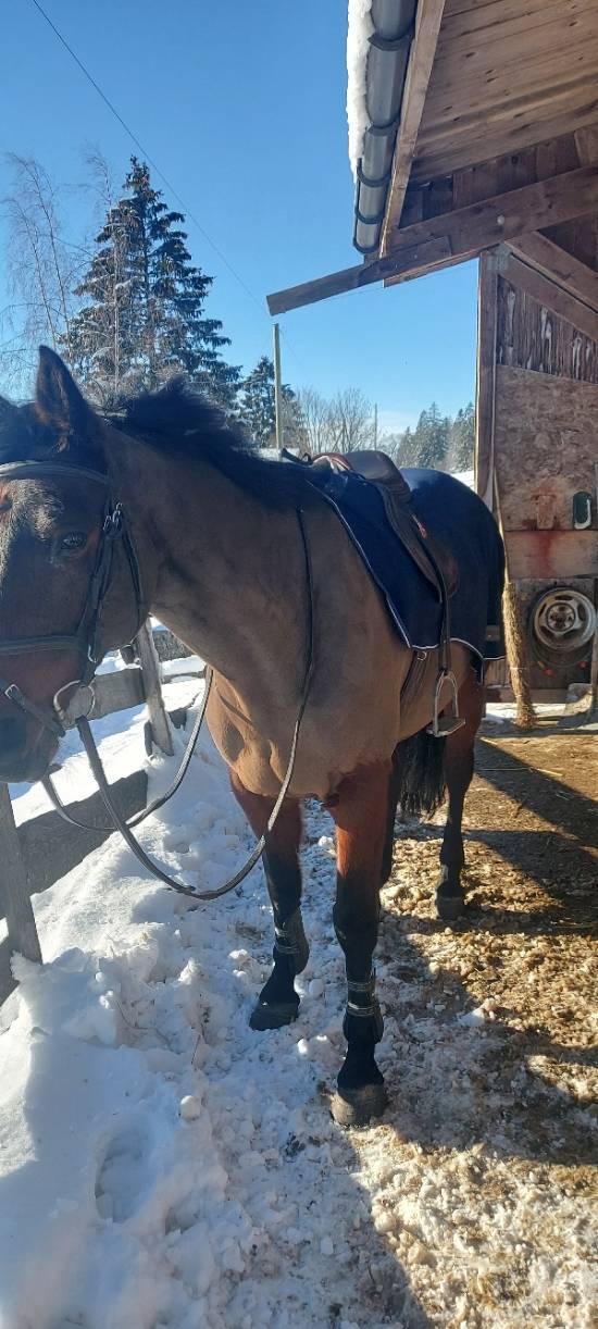 Jolie jument &agrave; vendre ou a &eacute;changer 