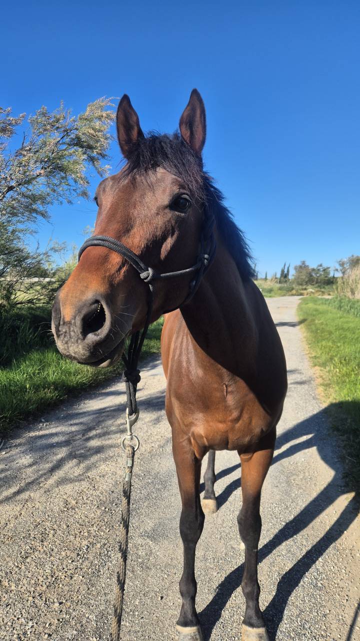 Cheval PP type sport
