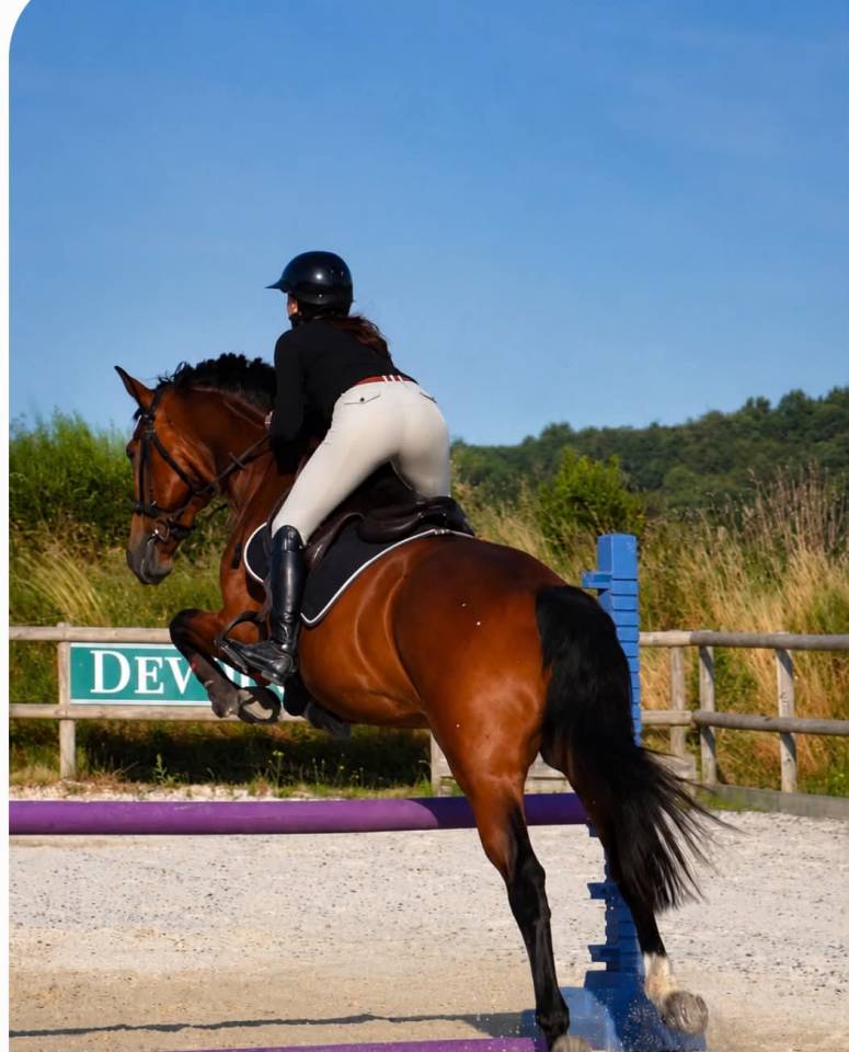 Hongre - KWPN - 12 ans - CSO / Hunter - France