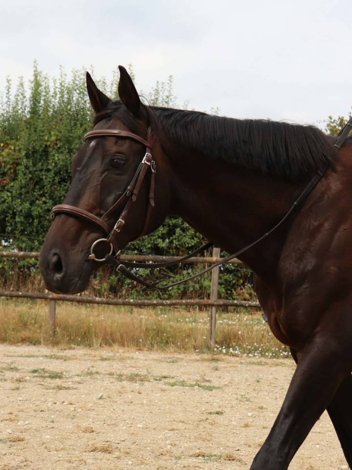 Cheval &agrave; vendre 