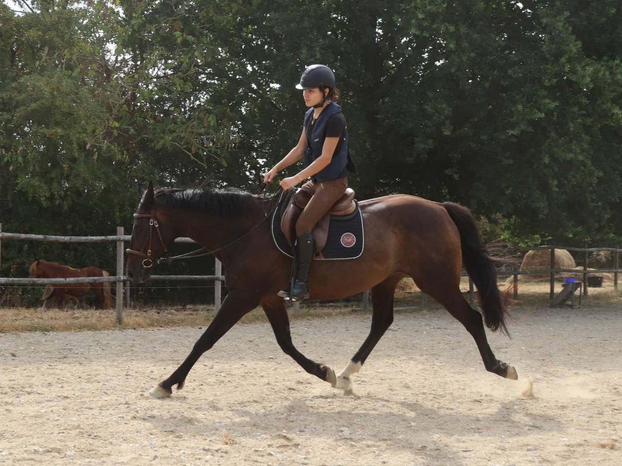 Cheval &agrave; vendre 
