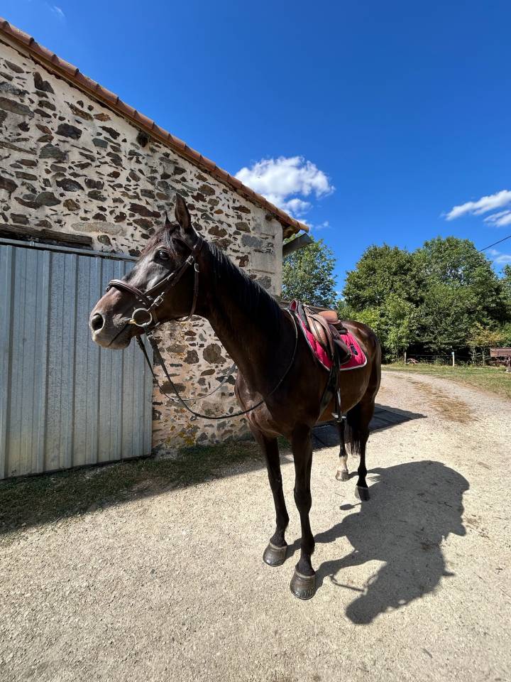 Cheval &agrave; vendre 