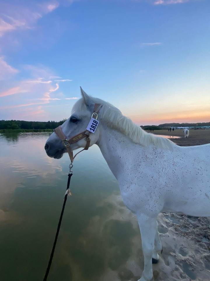 Location poney CSO 