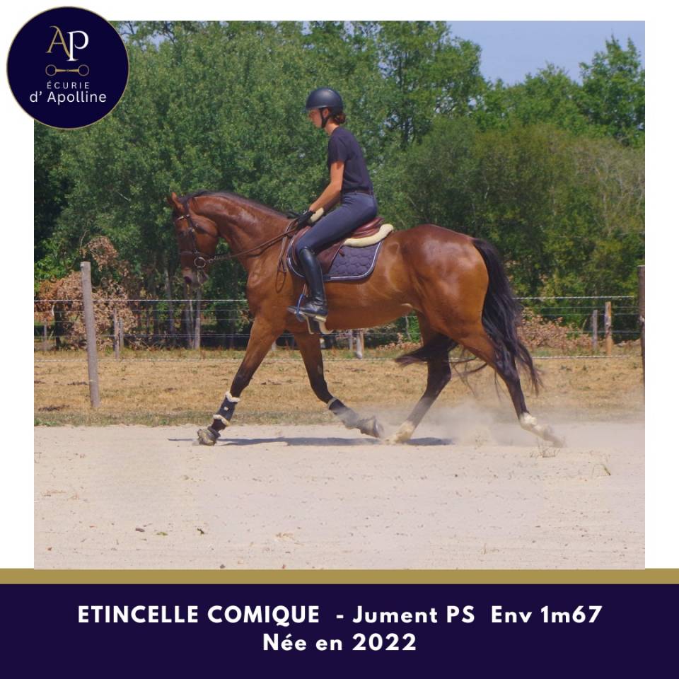 Jeune jument 4 ans env 1m67