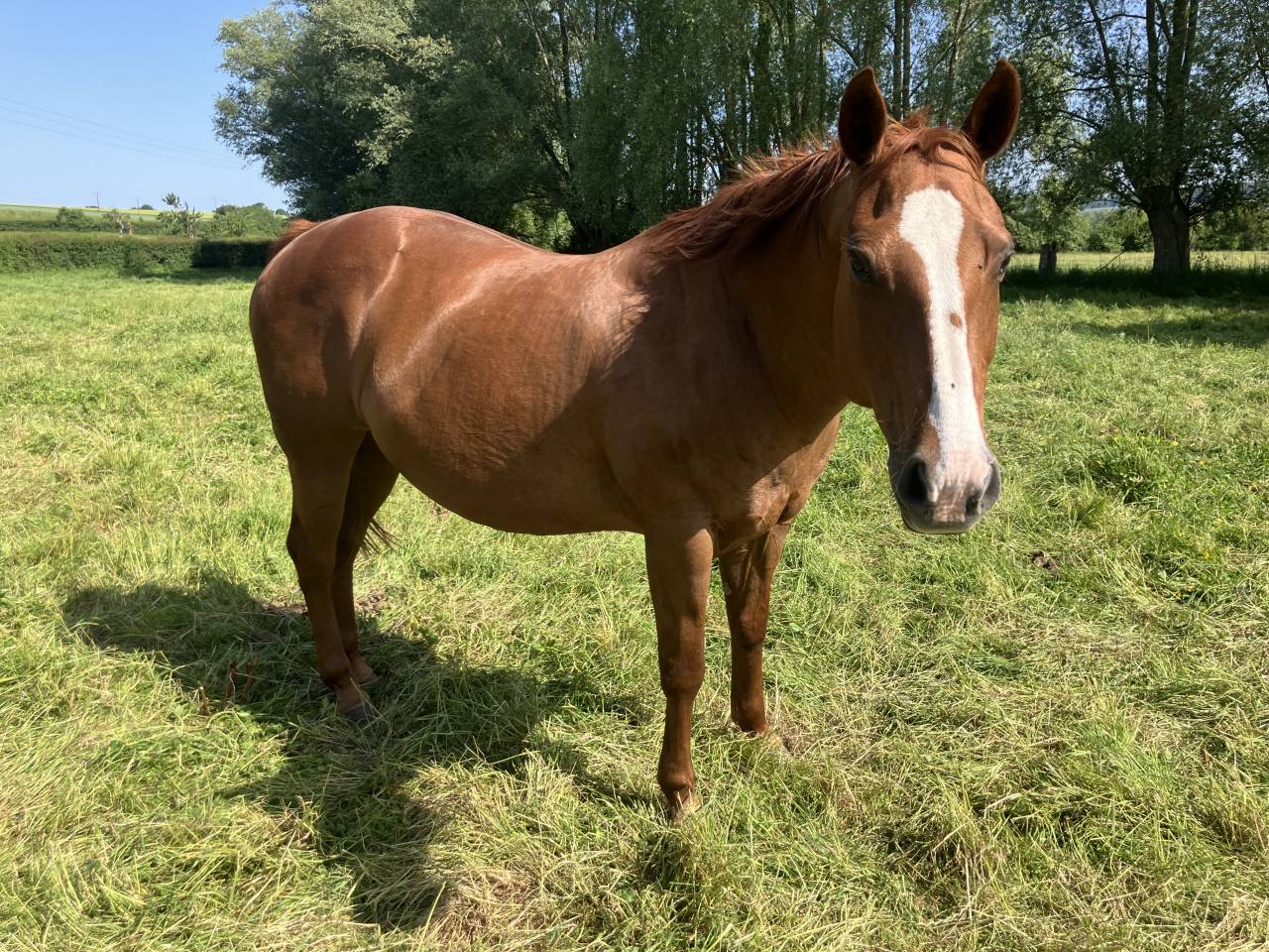 Jument Poulini&egrave;re QH