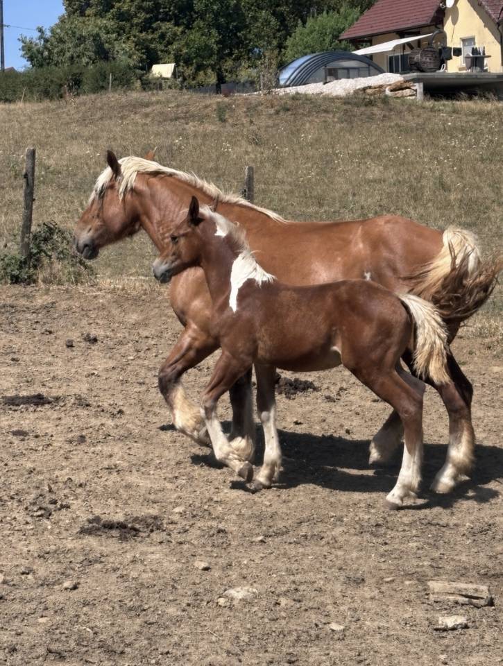 Poulain oc Paint horse 