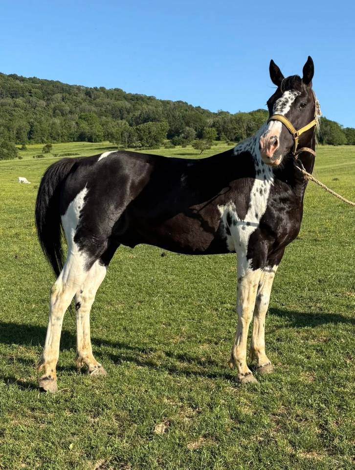 Poulain oc Paint horse 