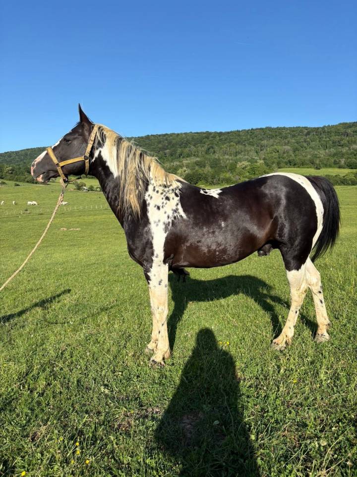 Poulain oc Paint horse 