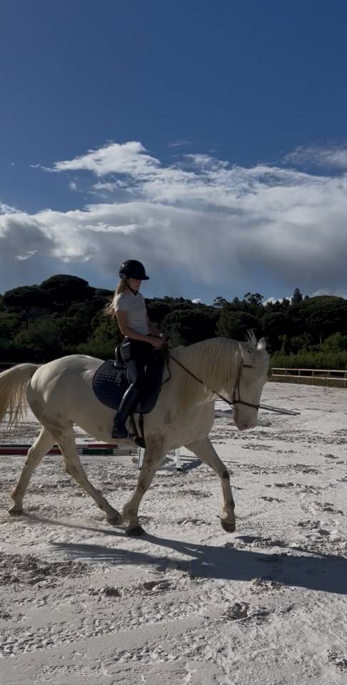 Cheval Lusitianien Dp ou 1/4
