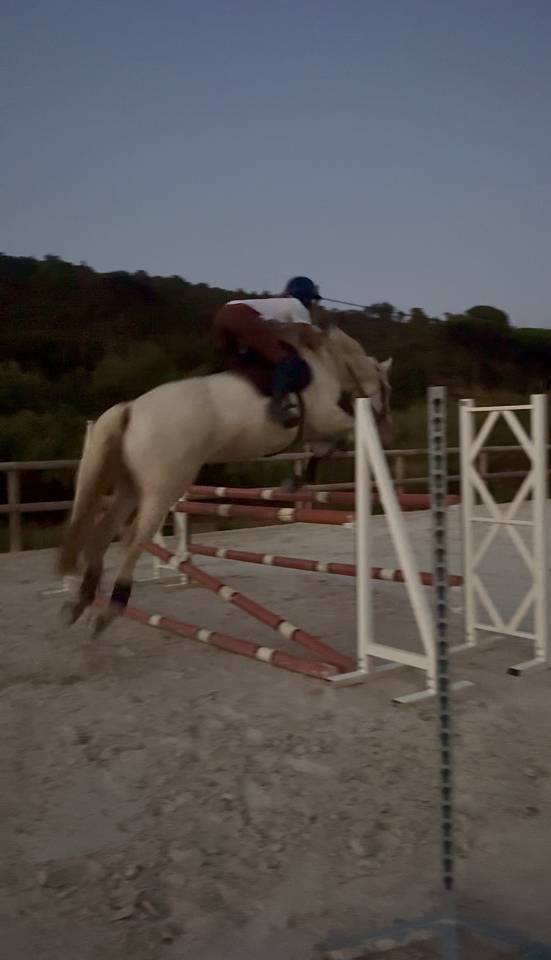 Cheval Lusitianien 1 &agrave; 3j par semaine