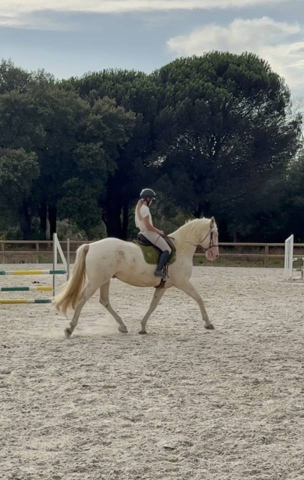 Cheval Lusitianien 1 &agrave; 3j par semaine
