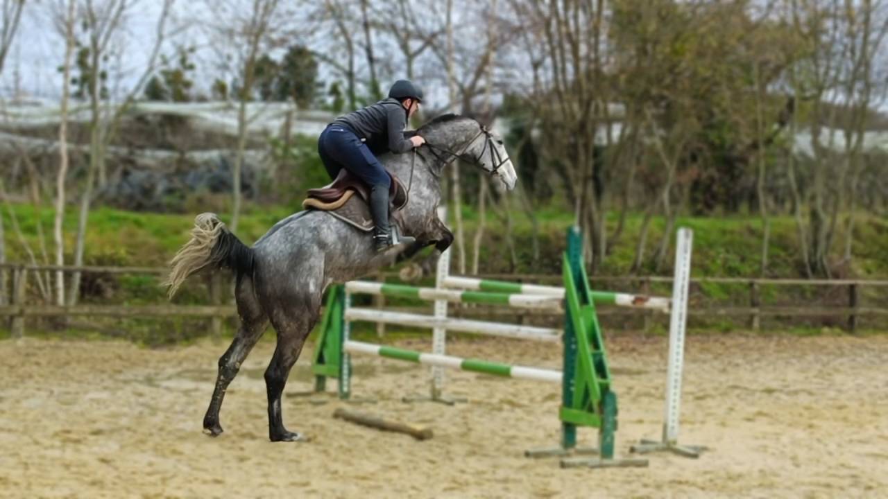 Hongre 6 ans cso