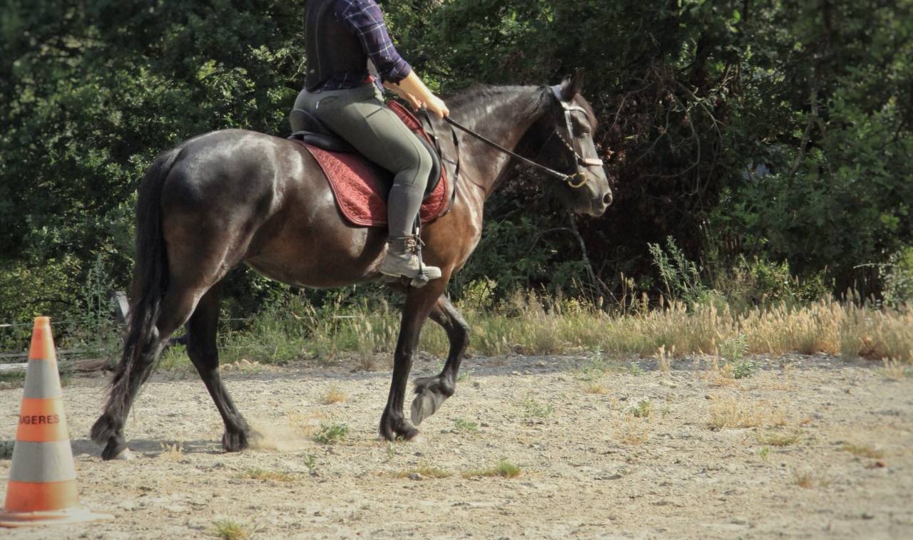 DP cheval