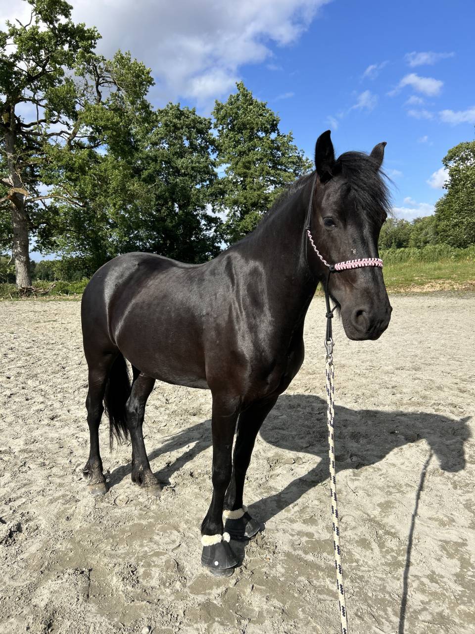 DP cheval