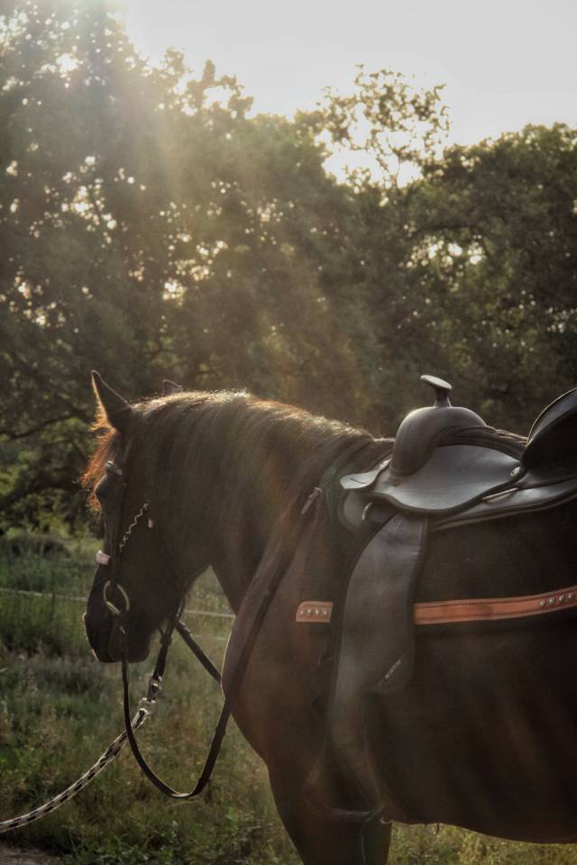 DP cheval