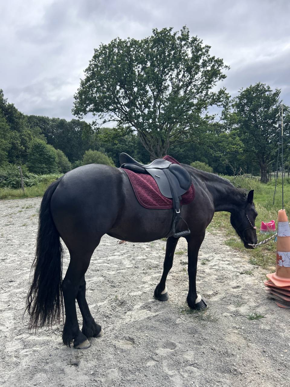 DP cheval