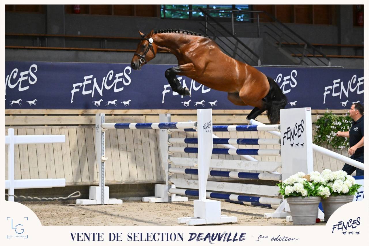 CHEVAUX &Agrave; VENDRE &ndash; DIRECT &Eacute;LEVEUR