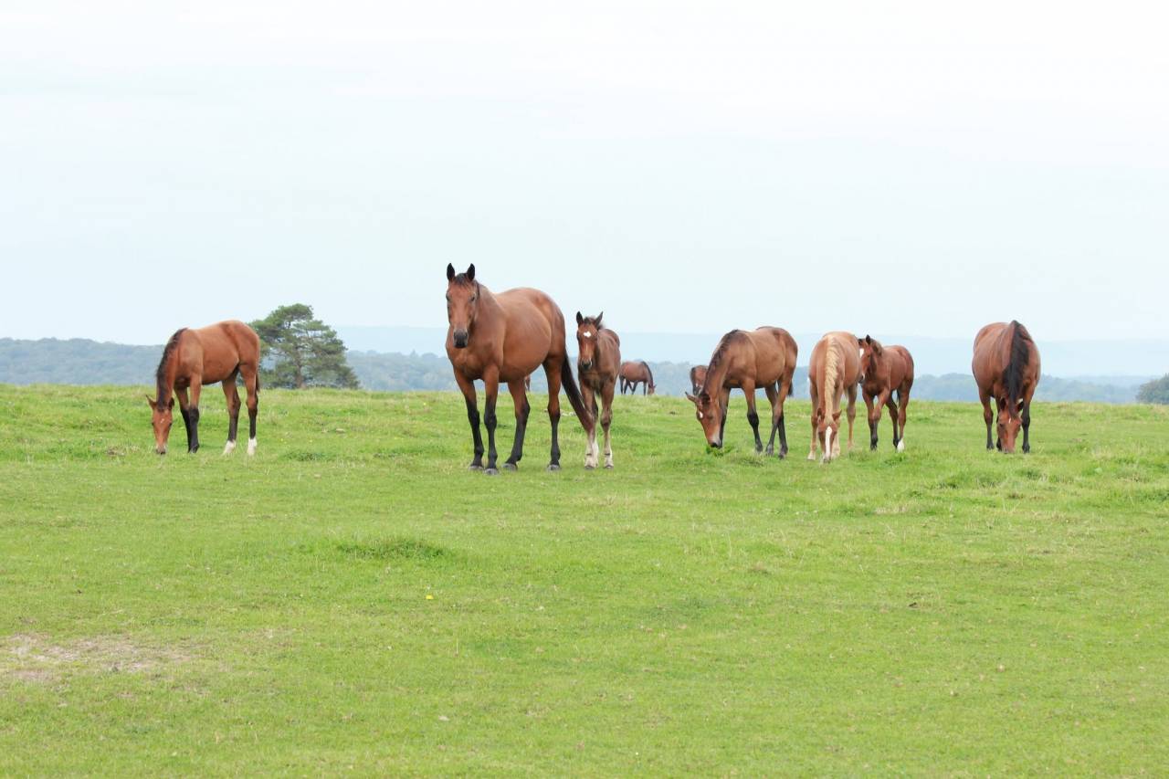 CHEVAUX &Agrave; VENDRE &ndash; DIRECT &Eacute;LEVEUR