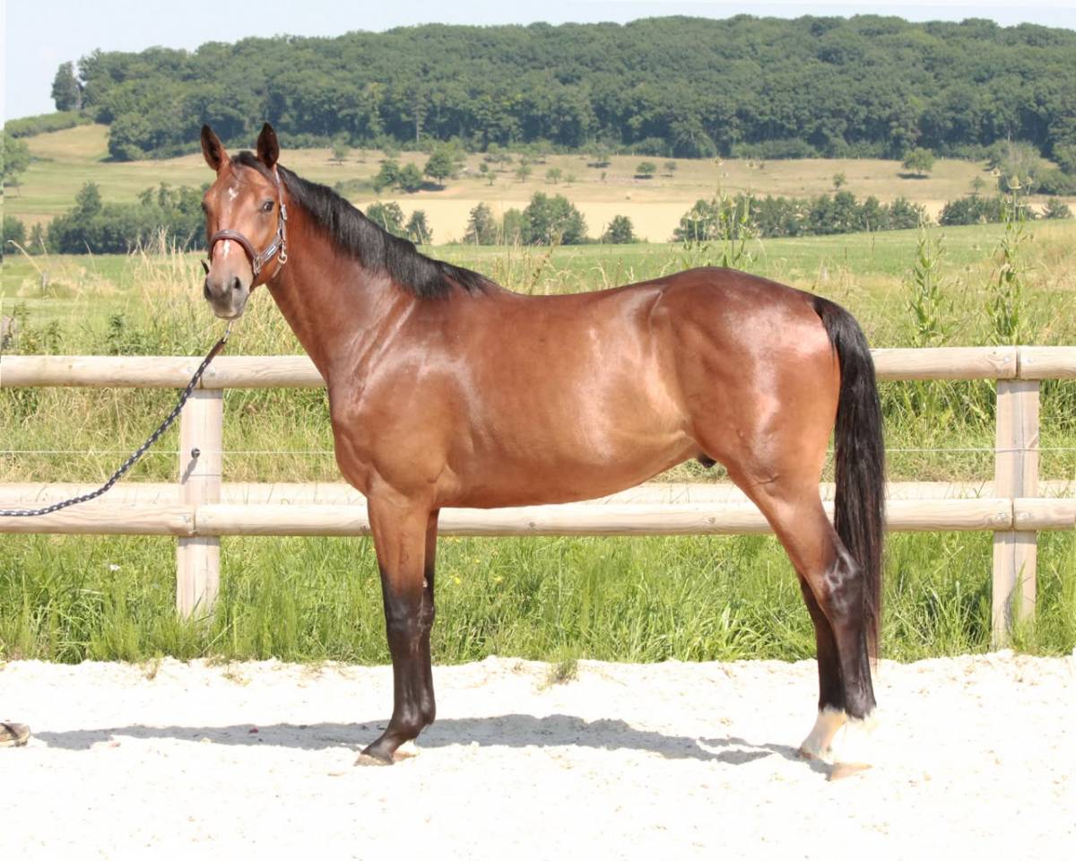 CHEVAUX &Agrave; VENDRE &ndash; DIRECT &Eacute;LEVEUR