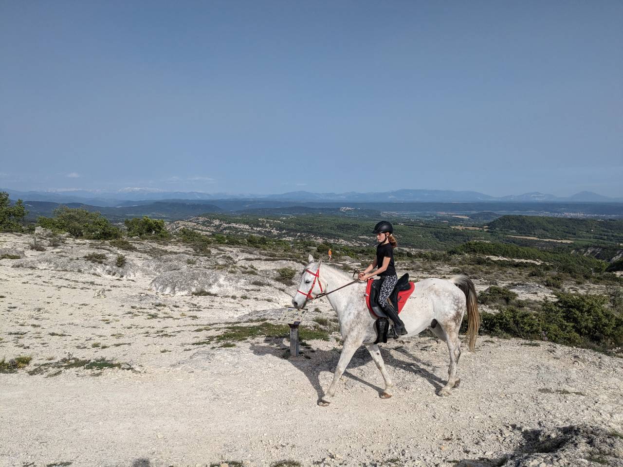Cheval de loisir, Assurance tous risques