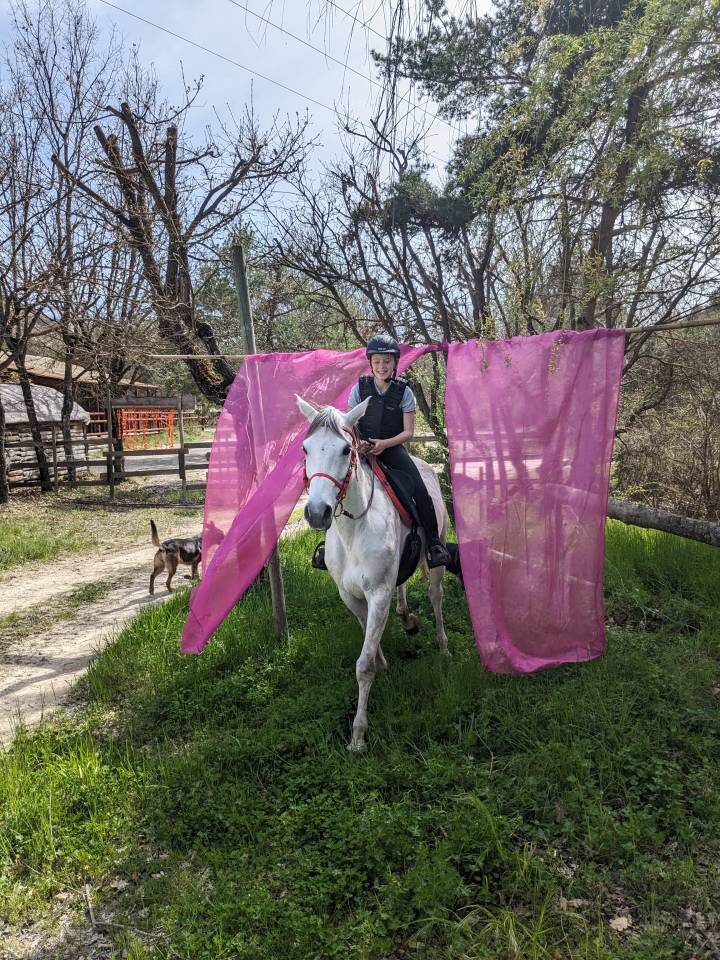 Cheval de loisir, Assurance tous risques