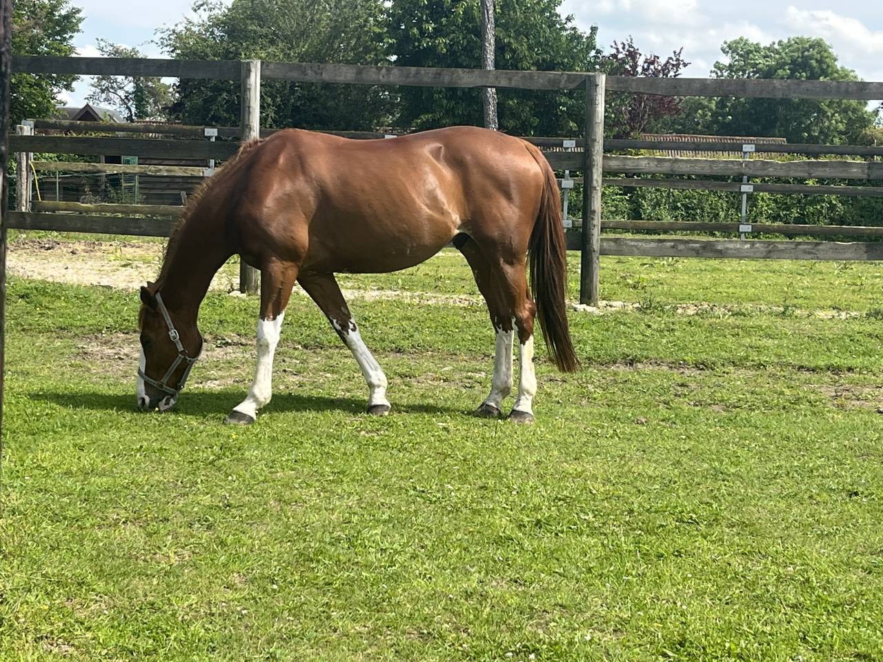 &Agrave; vendre ou &eacute;change cheval d&rsquo;exp&eacute;rience 