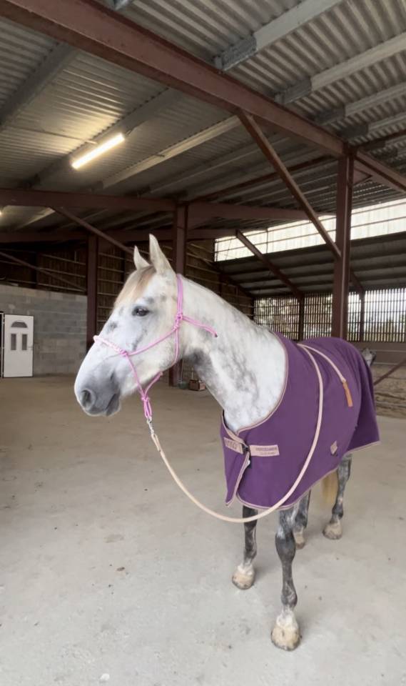 Super poney D A VENDRE