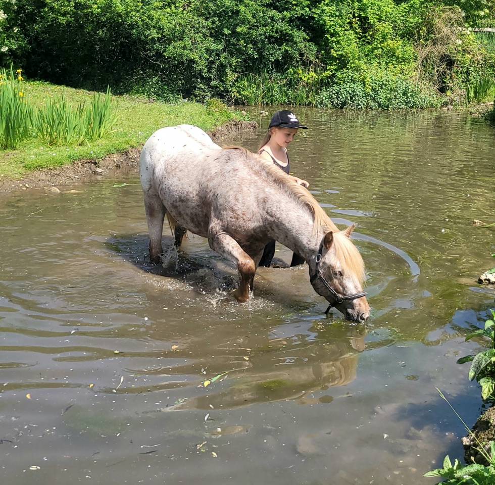 Etalon poney appaloosa reproducteur
