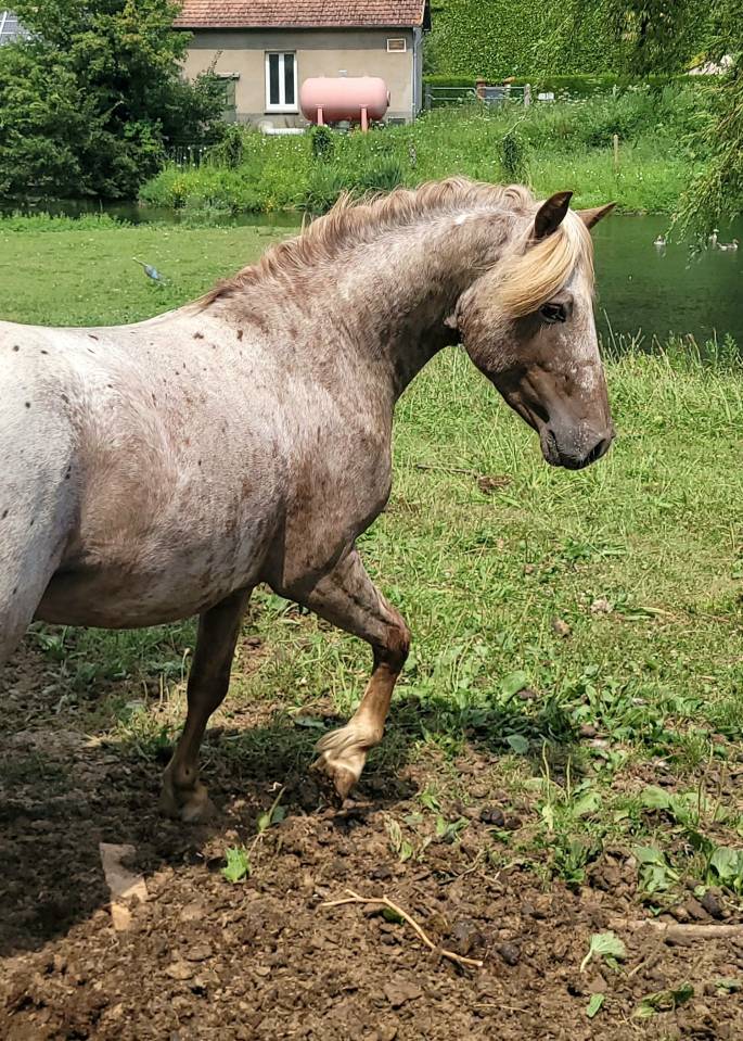 Etalon poney appaloosa reproducteur