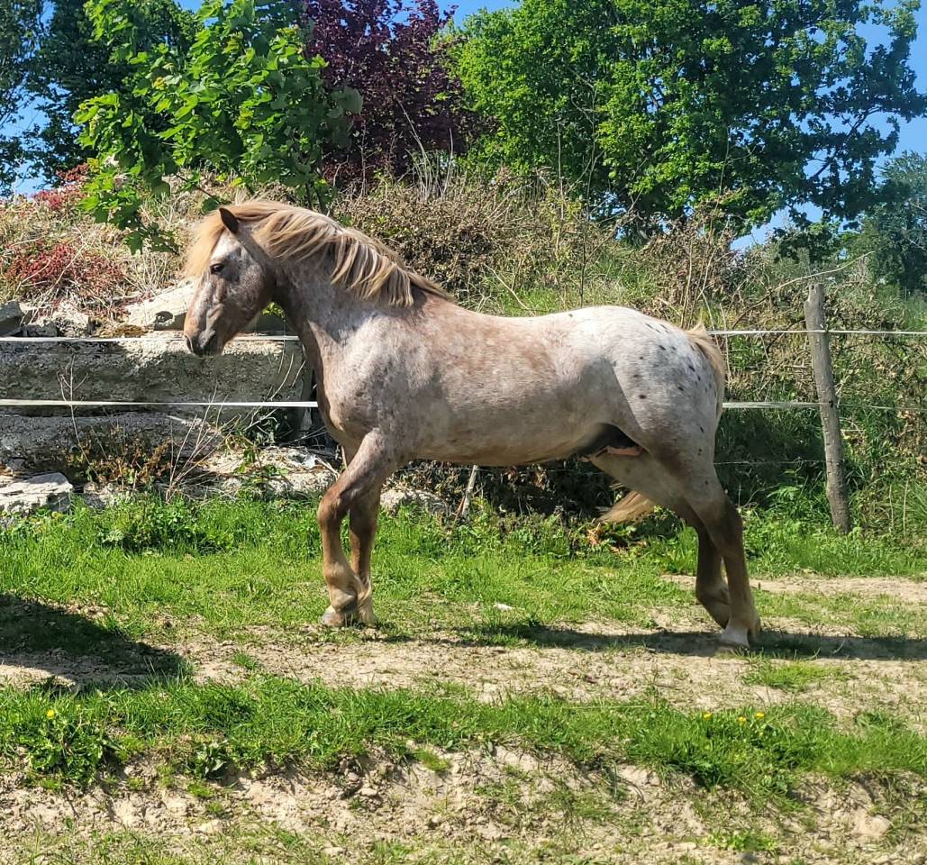 Etalon poney appaloosa reproducteur