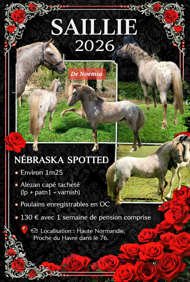Etalon poney appaloosa reproducteur