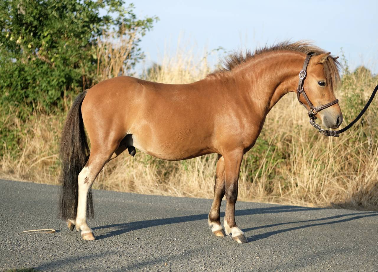 Miniatuur Paard (cheval miniature belge) 