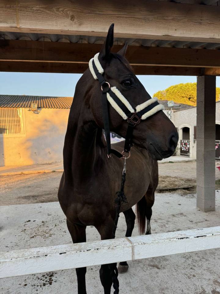 super cheval &agrave; vendre 
