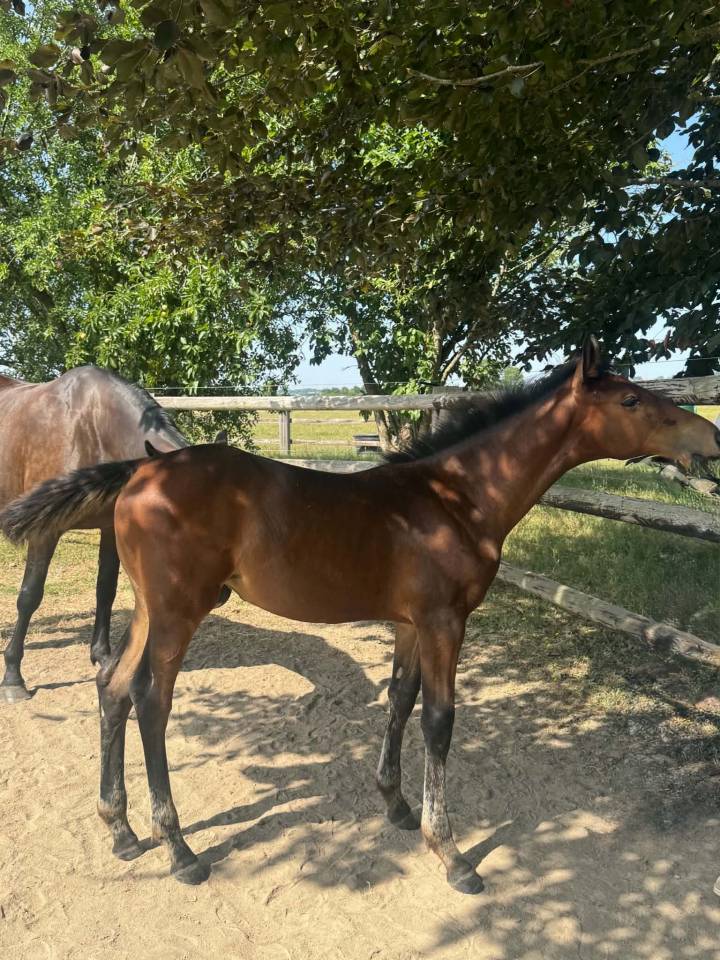 Pouliche SF Catover x Calvaro 