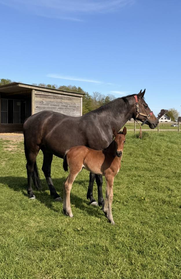 Pouliche SF Catover x Calvaro 