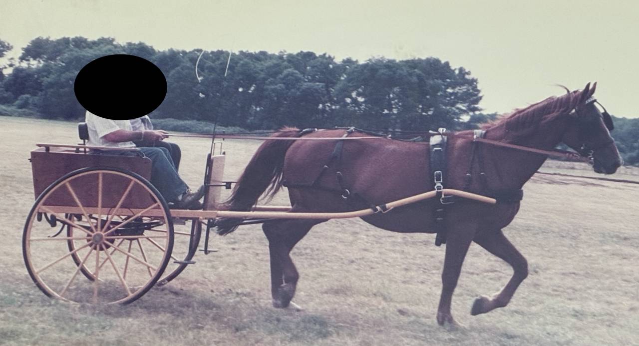 Attelage Type anglais - 1 cheval + harnais complet cuir