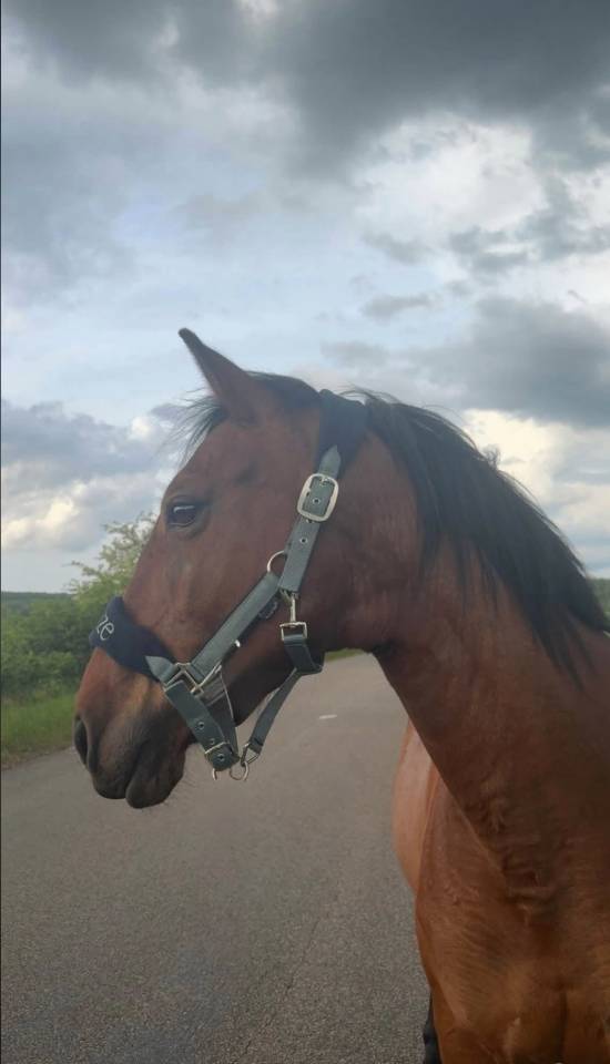 ? Papoila &ndash; Ponette ONC &agrave; vendre ?